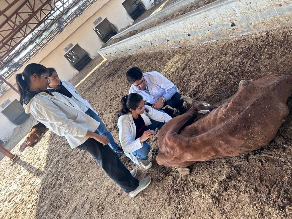 Free Animal Treatment Done at Sant Naga Baba Gaushala Hathnoda on Dated 28.12.2023