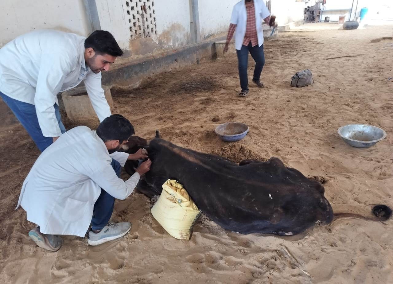 Free Animal Treatment Done at SANT NAGA BABA GAUSHALA HATHNODA